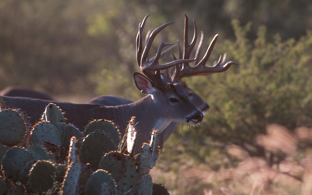 Woods, Waters, and Wildlife:  North, East and South Texas Deer Forecast