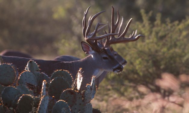 Woods, Waters, and Wildlife:  North, East and South Texas Deer Forecast