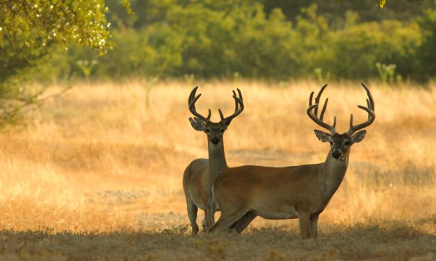 Woods, Waters, and Wildlife:  Hunting And Fishing Regulations