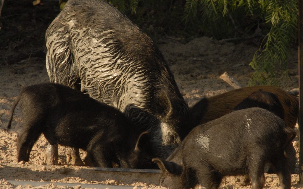 Woods, Waters, and Wildlife:  Hogs Kill Texas Woman