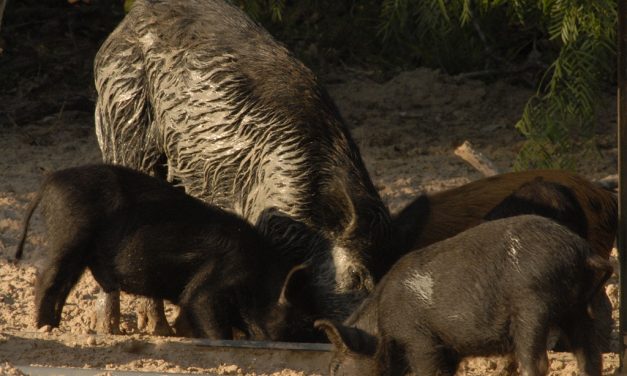 Woods, Waters, and Wildlife:  Hogs Kill Texas Woman