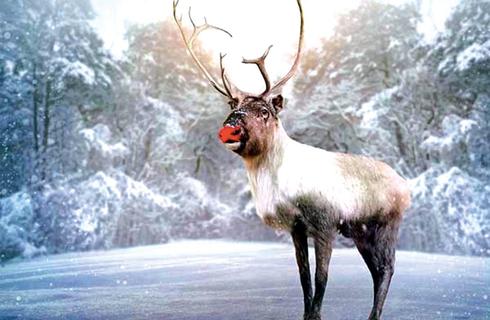 Rudolph Speaks:  Interview With Santa’s #1 Reindeer