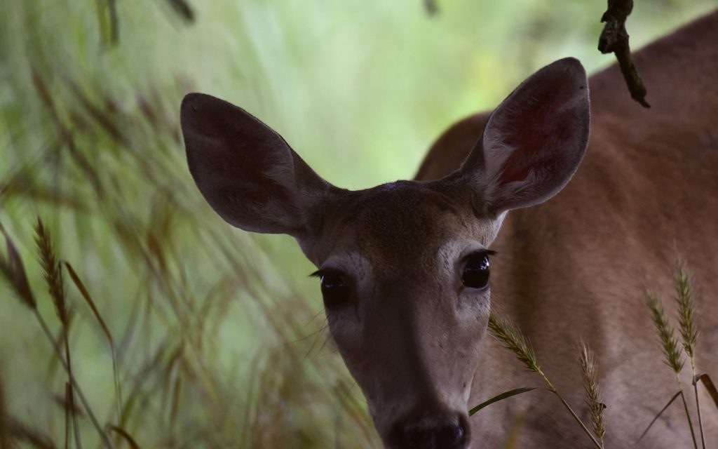 Woods, Waters, and Wildlife:  AS ONE DOOR CLOSES…