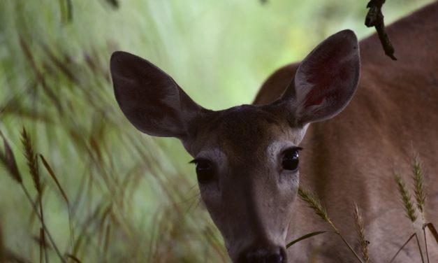 Woods, Waters, and Wildlife:  AS ONE DOOR CLOSES…