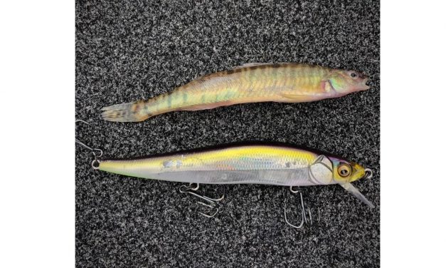 Woods, Waters, and Wildlife:  A Mystery Solved