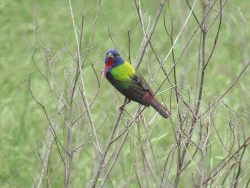 Spring Projects:  Fairfield Lake State Park Shows Off for Spring