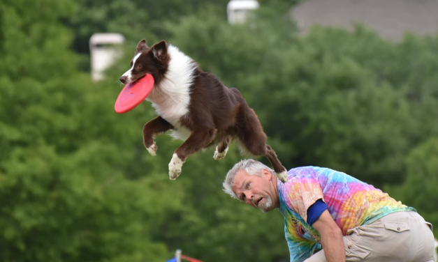 Disc Dogs State Tournament Comes to Fairfield in May