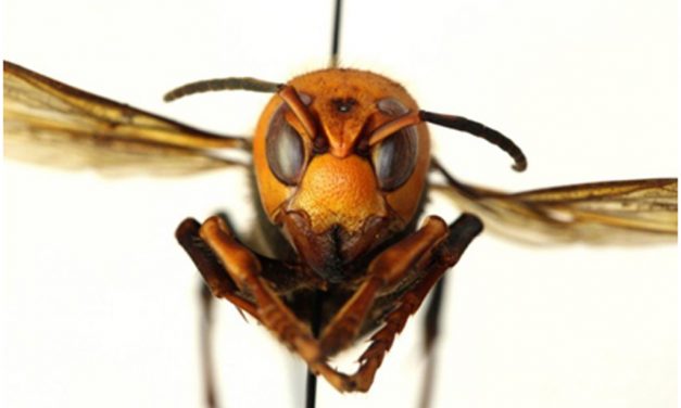 Strategy to Safeguard Citizens, Honey and Crop Production from Invasive Hornet