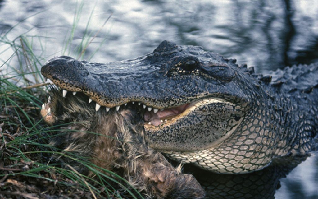 Woods, Waters, and Wildlife:  Alligator Alert