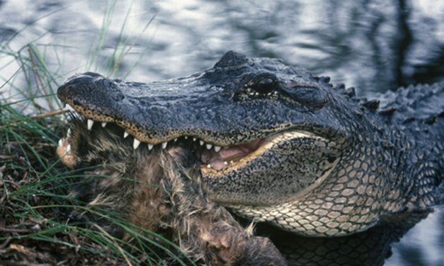 Woods, Waters, and Wildlife:  Alligator Alert