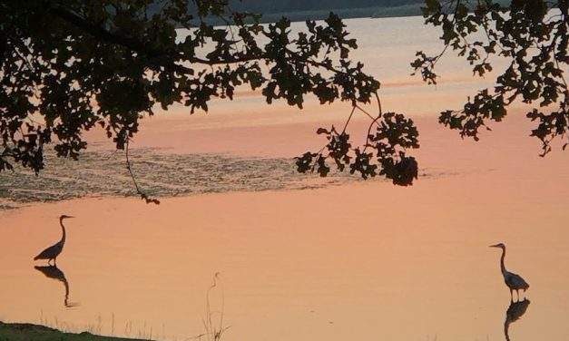 Fairfield Lake Re-Opens With Swimming and Picnic Tables Available to Visitors