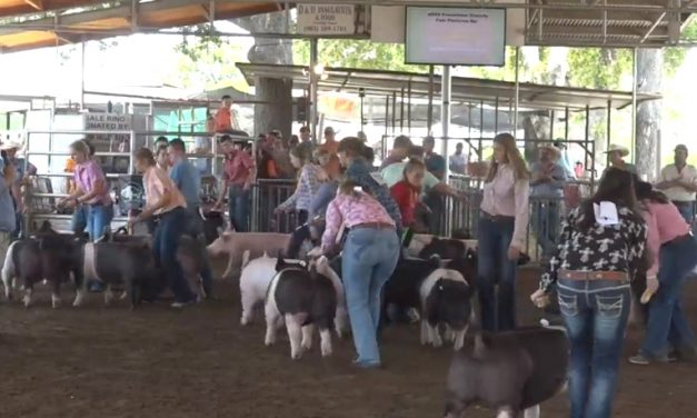 Freestone County Youth Show Off Thier Champion Market Stock at Last Week’s County Fair
