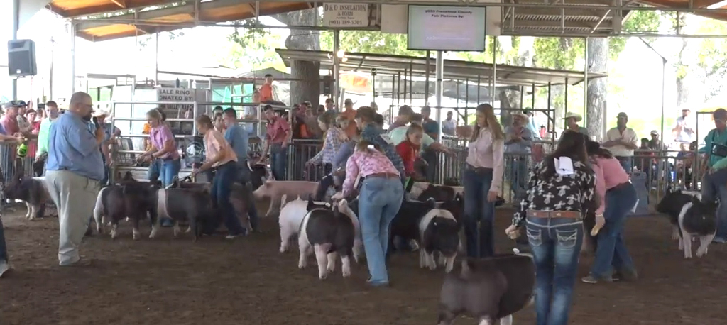 Freestone County Youth Show Off Thier Champion Market Stock at Last Week’s County Fair