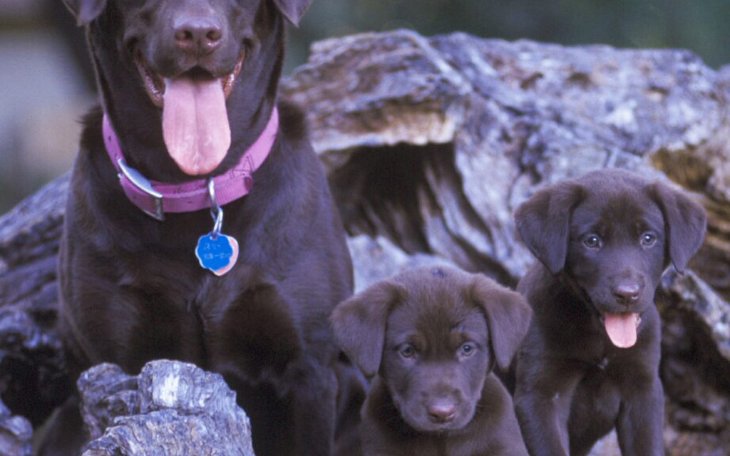 Woods, Waters, and Wildlife:  The Perils of Puppyhood