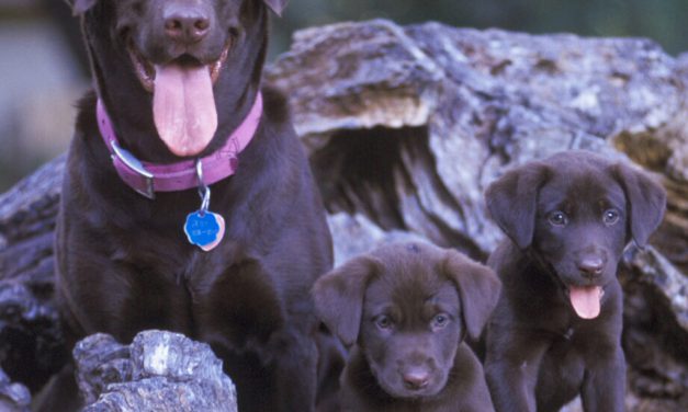 Woods, Waters, and Wildlife:  The Perils of Puppyhood