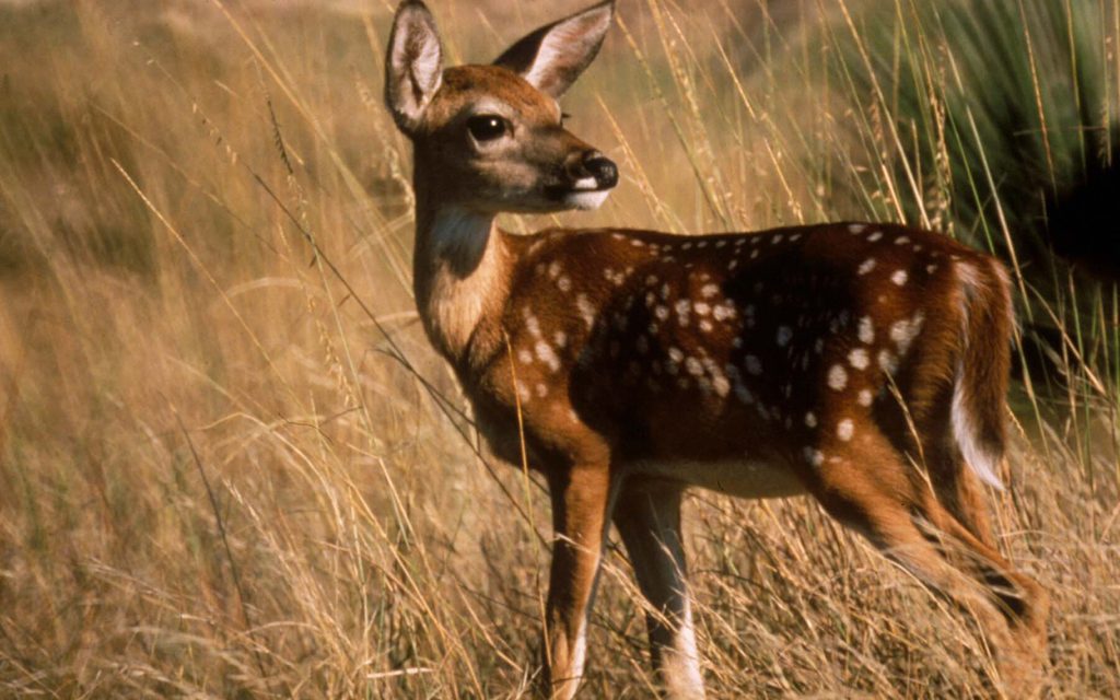 Woods, Waters, and Wildlife:  Leave Fawns Along