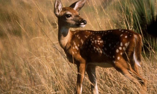 Woods, Waters, and Wildlife:  Leave Fawns Along