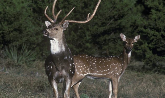 Woods, Waters, and Wildlife:  Make It Fun!