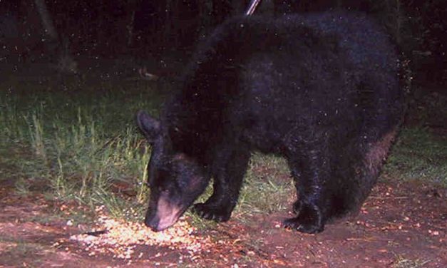 Woods, Waters, and Wildlife:  The Bear Facts