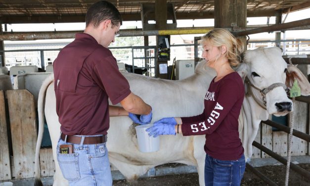 Brahman-type cattle may require less nitrogen; feeding them accordingly could reduce nitrogen emissions
