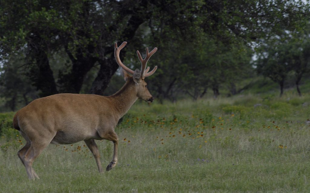 Woods, Waters, And Wildlife:  Hill Country / West Texas Deer Forecast