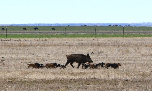 Free virtual range, wildlife series starts Sept. 30