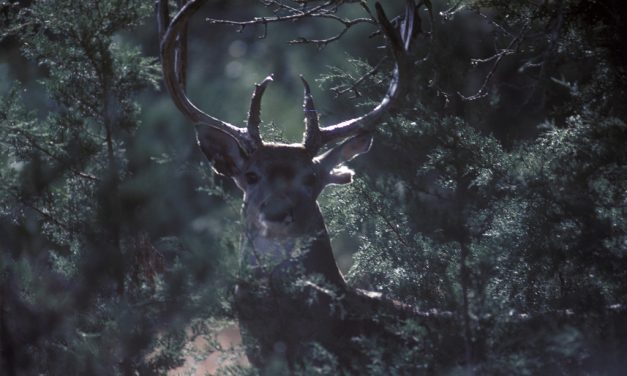 Woods, Waters, and Wildlife:  The Night Before