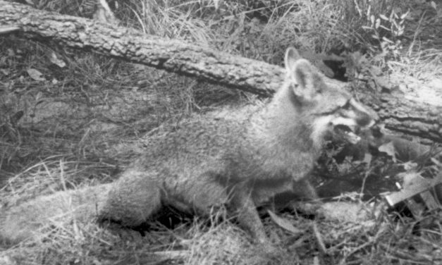 Woods, Waters, and Wildlife:  Don’t Pet Wild Critters!