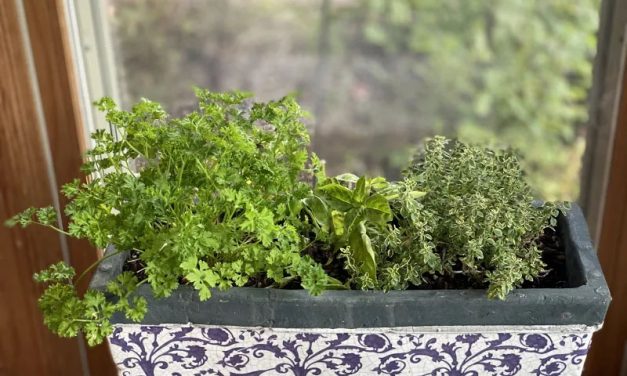 Homegrown Garnishes Add Flavor, Nutrition and Eye Appeal to Meals