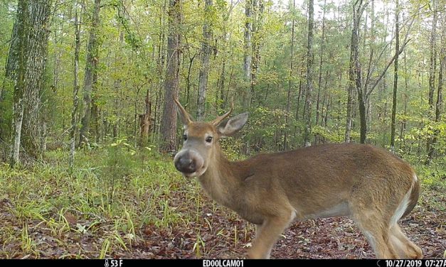 Woods, Waters, and Wildlife:  Seen Any Bullwinkles?