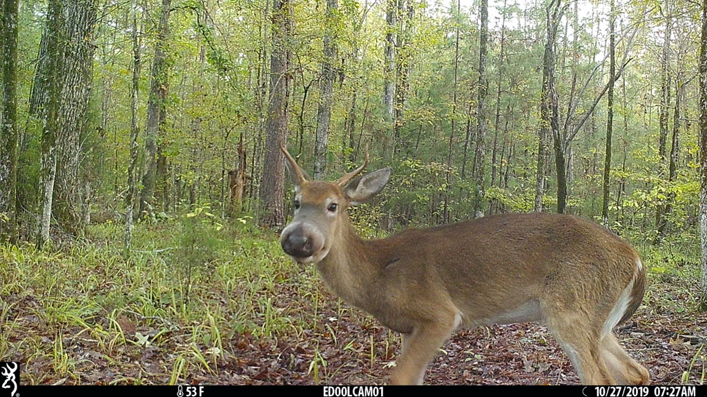 Woods, Waters, and Wildlife:  Seen Any Bullwinkles?