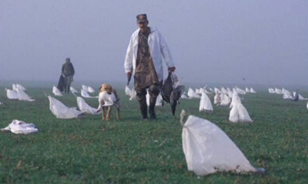 Woods, Waters and Wildlife:  Foul-Weather Friends