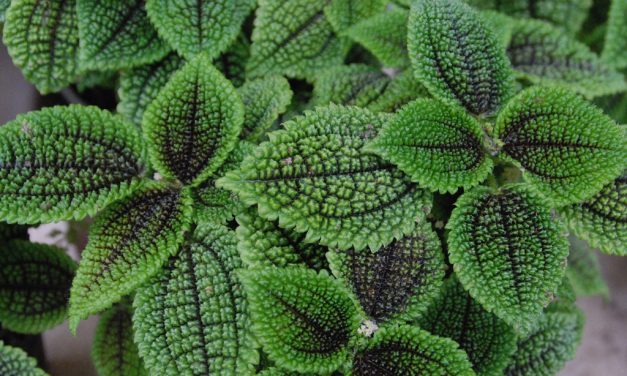 Winter Care for Houseplants