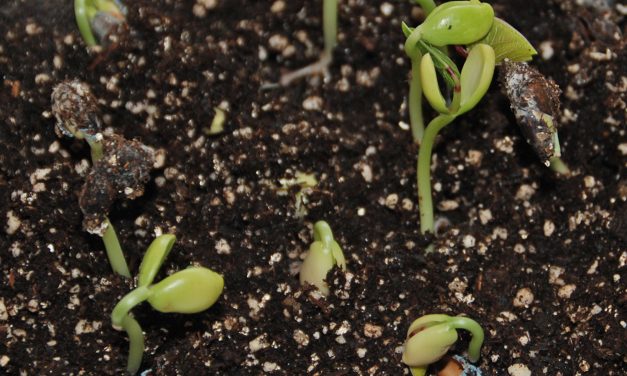 Testing Leftover Seeds for Viability