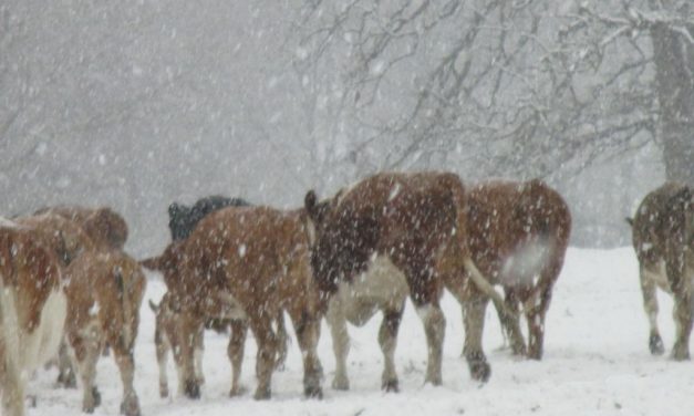 Reflections from Red Oak Ranch