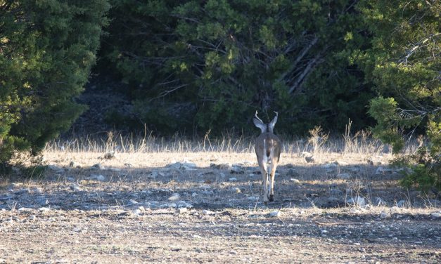 Woods, Waters, and Wildlife:  Let ‘Em Walk