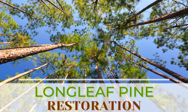 Grants Available to Landowners in East Texas to Help Restore Longleaf Pine Forest