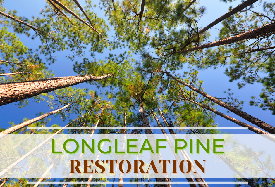 Grants Available to Landowners in East Texas to Help Restore Longleaf Pine Forest