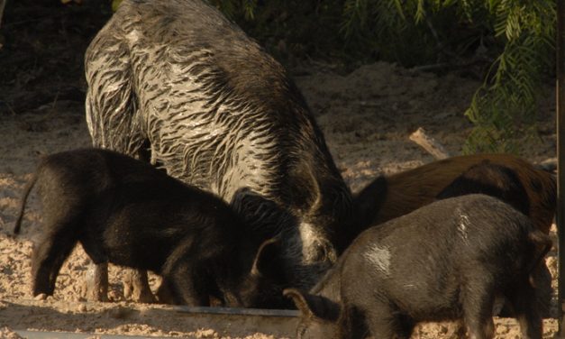 Woods, Waters, and Wildlife:  The Pig Problem