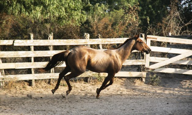 Woods, Waters, and Wildlife:  Never Was A Horse…