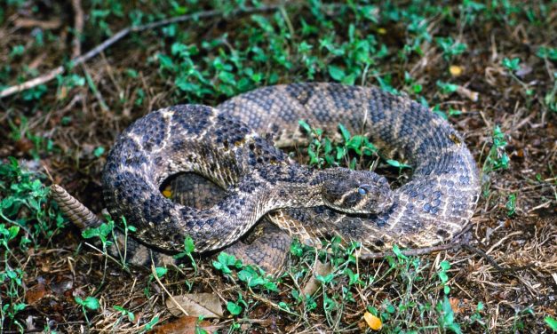 Woods, Waters, and Wildlife: Disrobing in the Dark