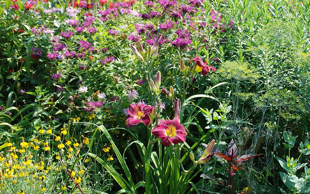 Keep Your Garden Looking its Best All Summer Long