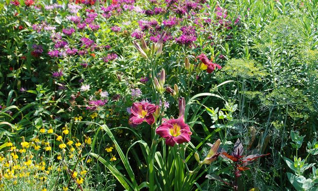 Keep Your Garden Looking its Best All Summer Long