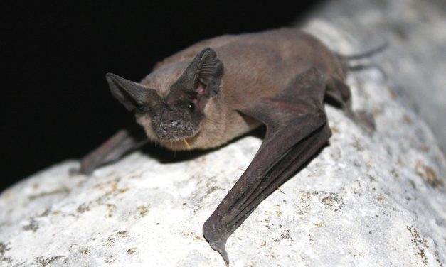 Woods, Waters, and Wildlife:  Going Battey!