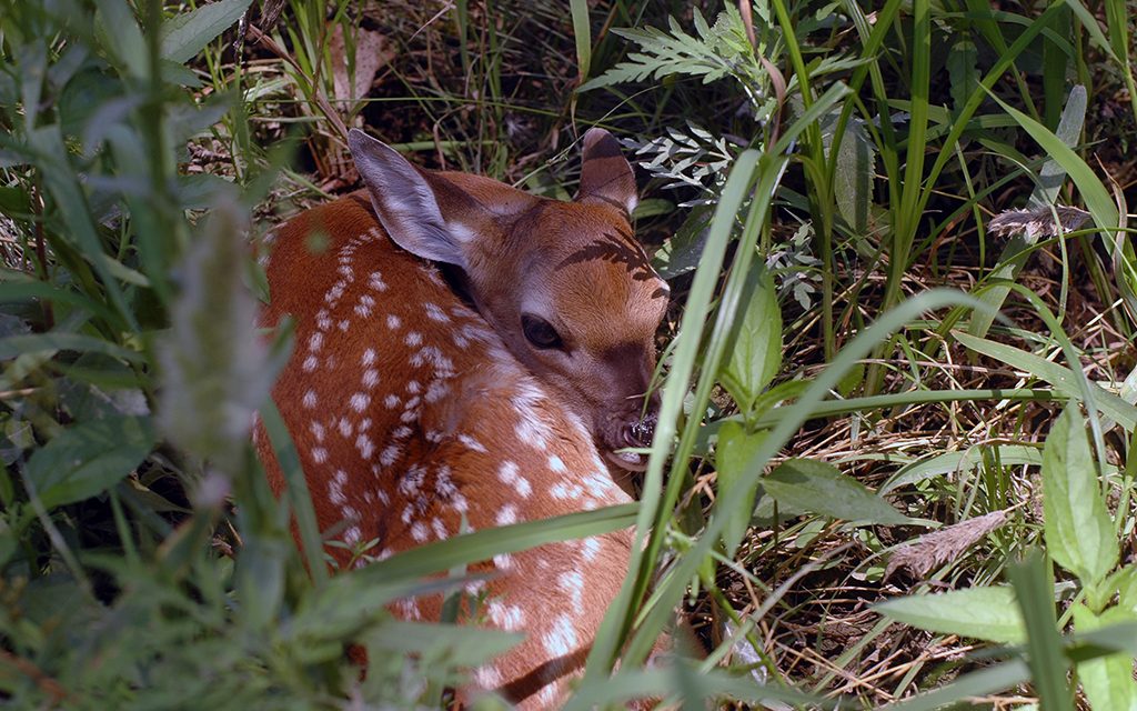 Woods, Waters & Wildlife:  Abandoned Fawns?