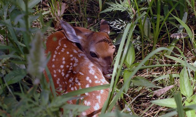 Woods, Waters & Wildlife:  Abandoned Fawns?