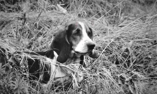 Woods, Waters and Wildlife:  Hunting Dog Instincts