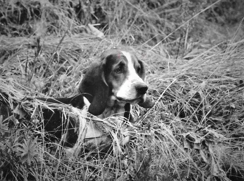 Woods, Waters and Wildlife:  Hunting Dog Instincts