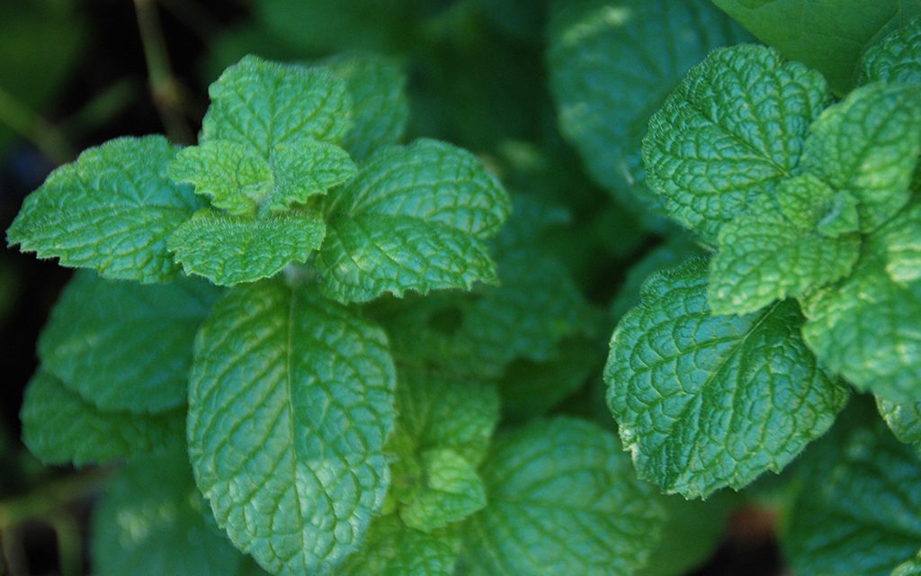 Harvest and Enjoy Mint from the Garden