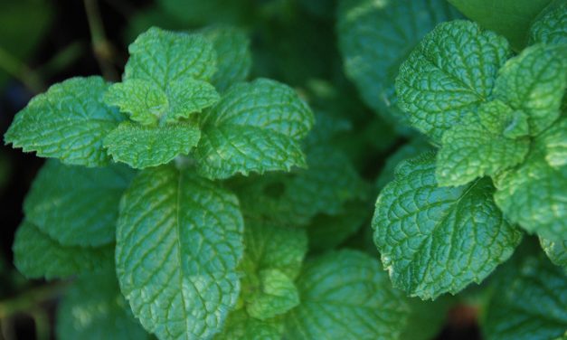 Harvest and Enjoy Mint from the Garden